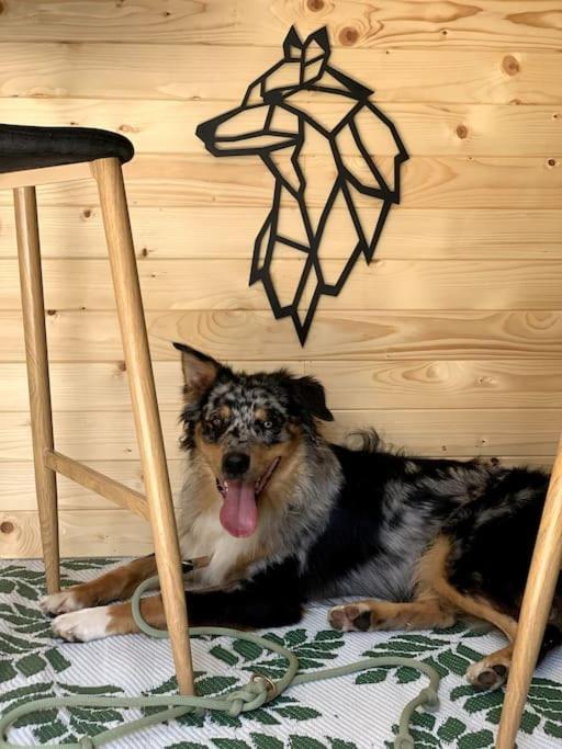 Urlaub Mit Hund Im Salzburger Land Διαμέρισμα Wegscheid Εξωτερικό φωτογραφία